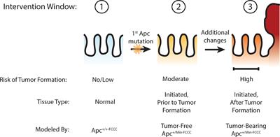 High Variability in Cellular Proliferation, Gene Expression, and Cytokine Production in the Nonneoplastic Colonic Epithelium of Young Apc+/Min-FCCC Mice